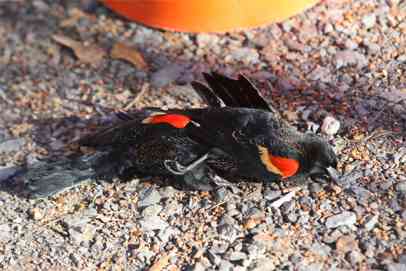 Dead birds lie on the ground after being thrown off the roof of a home in Beebe, Ark. on Sunday.