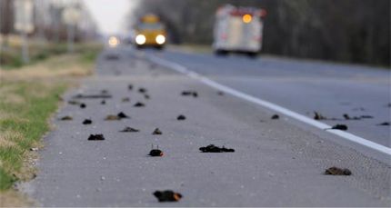 Hundreds of dead and dying birds in Louisiana