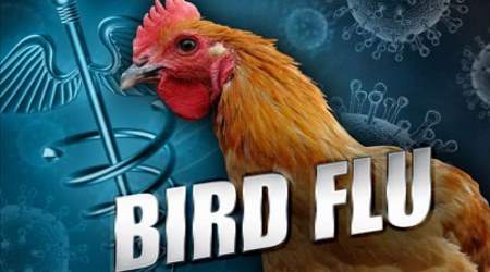 bird flu chicken
