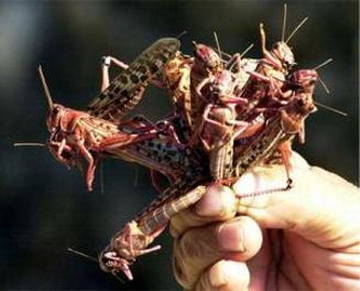 A farmer holds up handful of locusts which descended on a field in Byblos, north of Beirut, November 2, 2004. Lebanese authorities have begun spraying pesticides to wipe out the crop-eating locusts which began appearing in fields over the last two days.