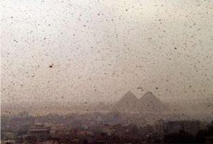 Swarms of locusts obscure the Giza pyramids near Cairo, November 17, 2004. The pink locusts that swept through Cairo recalled the plague of biblical Egypt, flying high above tall towers and scaring pedestrians who stamped on them or ran for cover.