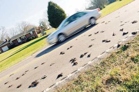 Traffic passes by on Boyds Creek Highway Sunday, where dozens of birds fell from the sky. Officials from the Tennessee Wildlife Resources Agency is investigating.