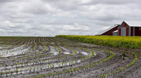 flooded crops