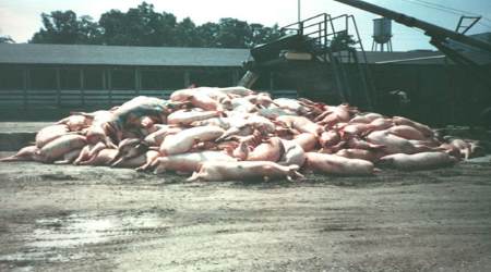 dead pigs