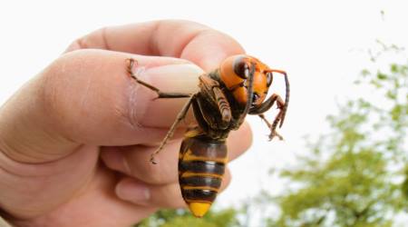 deadly Asian giant hornet, the largest sized species of hornets in the world