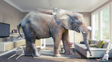 Elephant in the Room