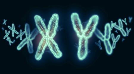 chromosomes