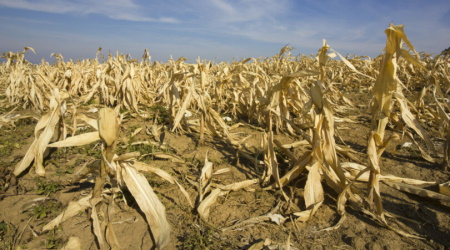 Food Supply
