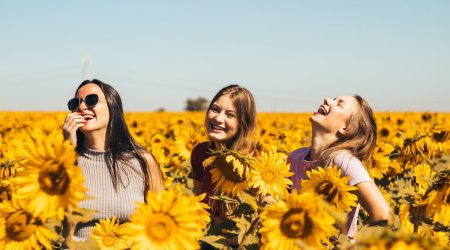sunflowers