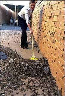 Locusts have moved into towns in New South Wales.