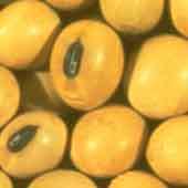 Asian Soybean rust